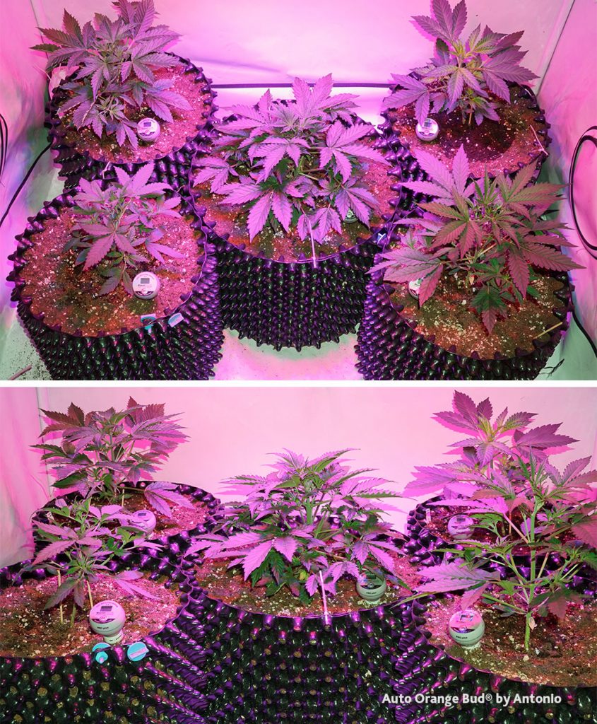 Auto Orange Bud autoflower dutch passion cannabis seeds airpots indoor growing led grown veg mode
