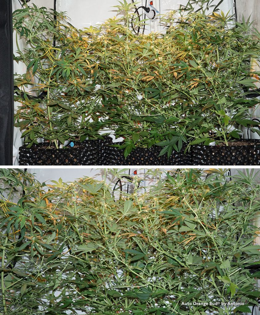 Auto Orange Bud cannabis seeds bushy stretchy big plants feminized airpot ledgrow organic weed