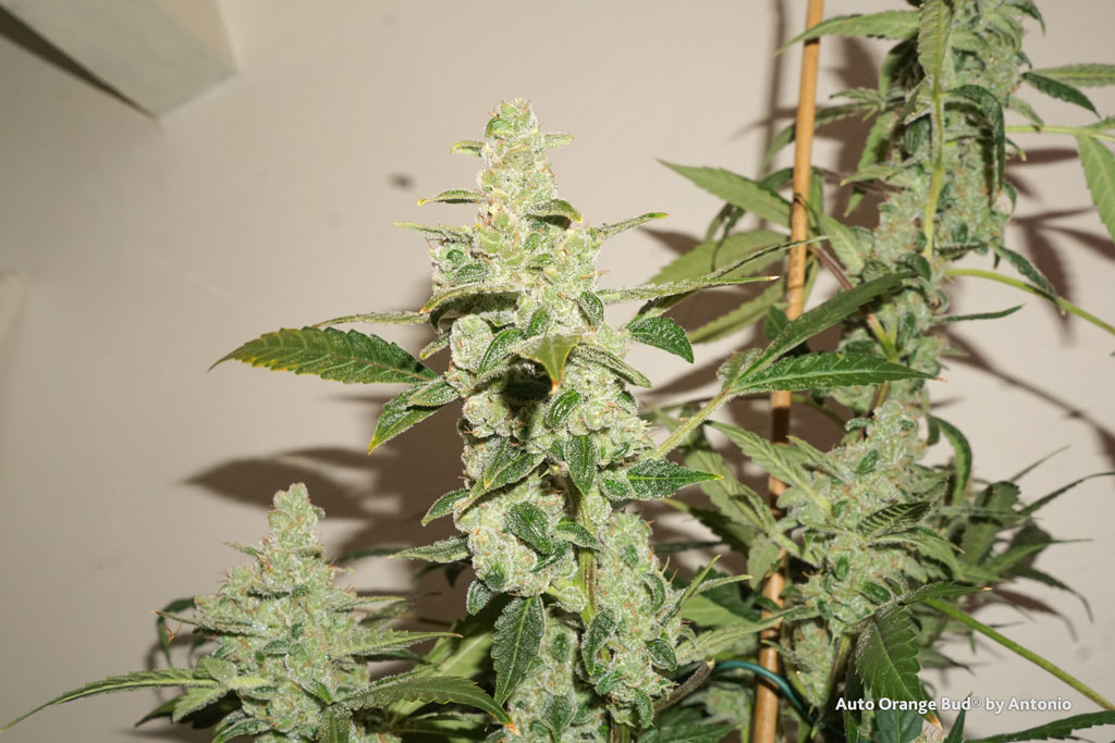 Auto Orange Bud cannabis seeds feminized resinous highthc grow diary by Antonio