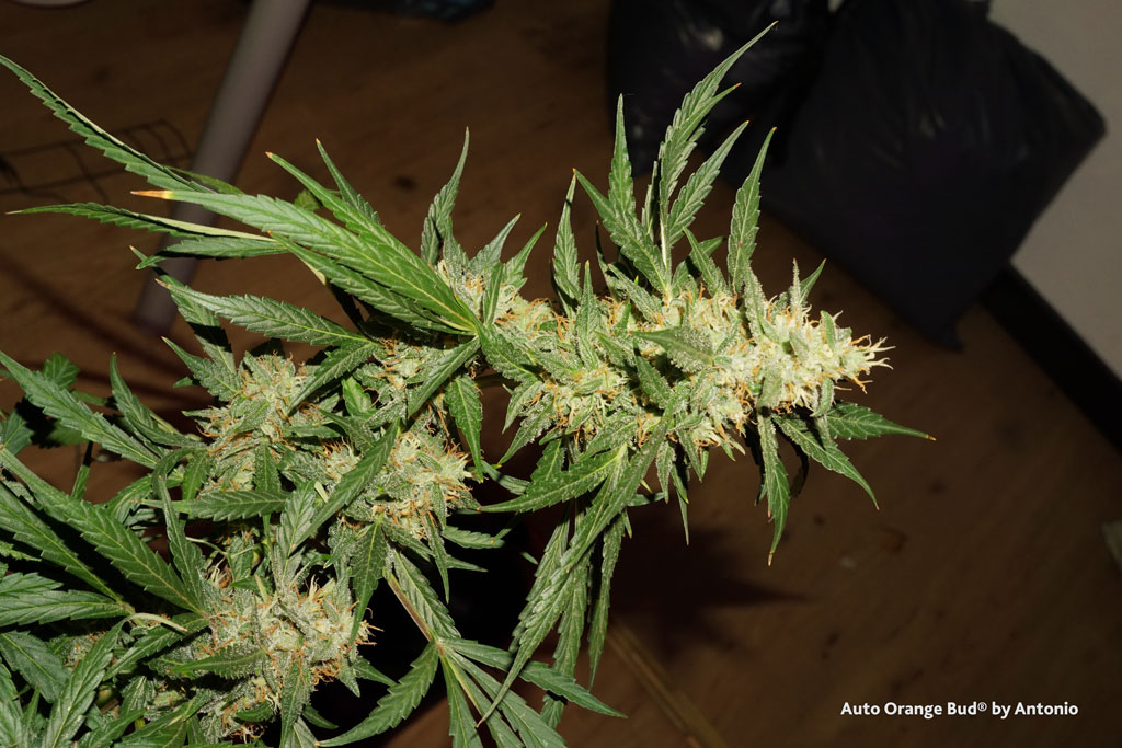 Auto Orange Bud cannabis seeds fluffier phenotype open bud structure resinous sticky weed