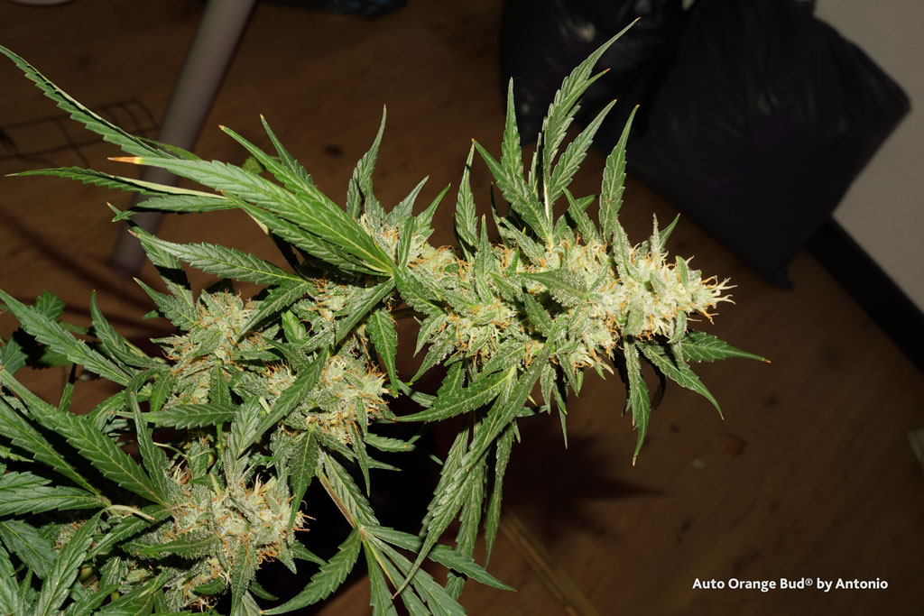 Fast Bud Auto - Semi Autofiorenti - Growerline