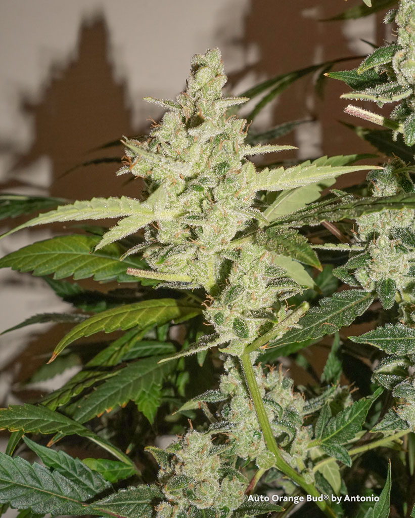 Auto Orange Bud cannabis seeds grow report by Antonio budshot high quality auto frosty weed pictures