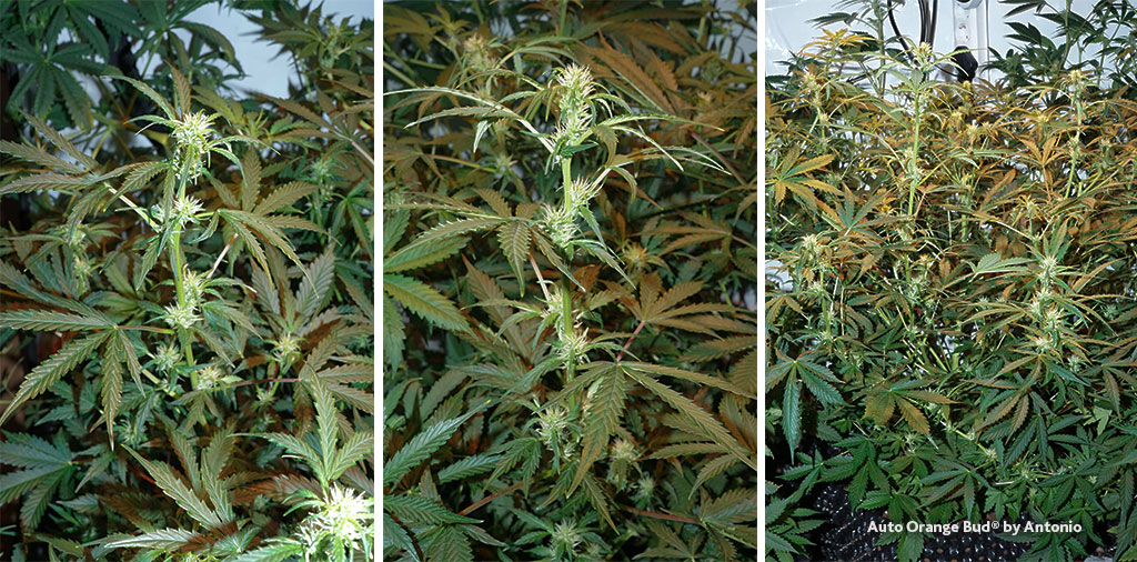 Auto Orange Bud cannabis seeds grow review by Antonio flowering phase stacked buds