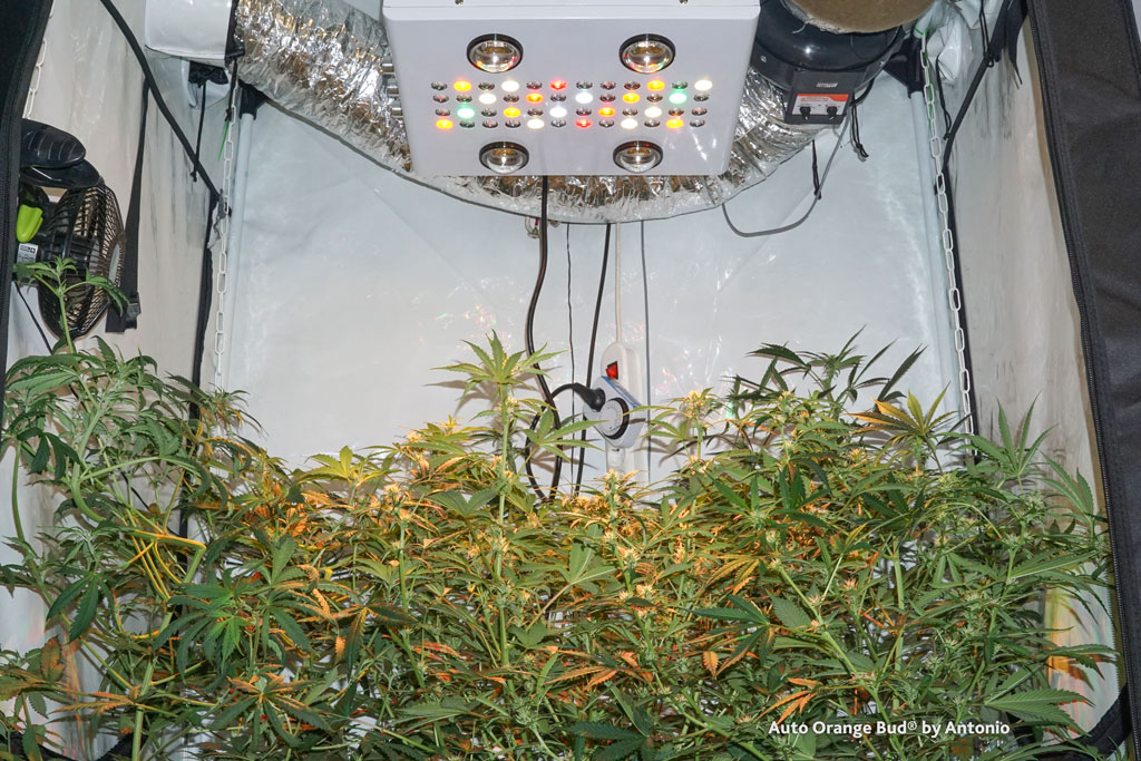 Auto Orange Bud cannabis seeds indoor sea of green weed ganja pictures homegrow tent