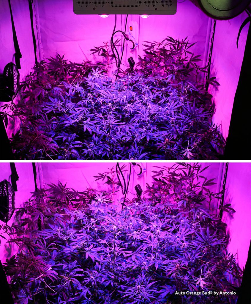 Auto Orange Bud cannabis seeds LED grow light test module chinese purple spectrum