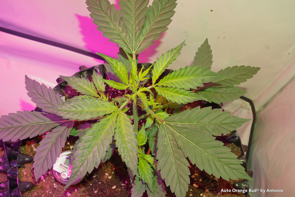 Auto Orange Bud cannabis seeds unique leaf structure light veins vegetative growing phase