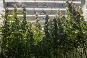 Autoflower cannabis plant light schedule
