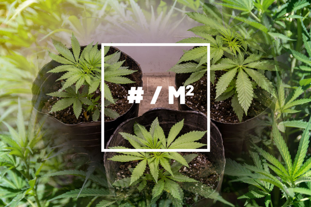 How many cannabis plants per square meter?