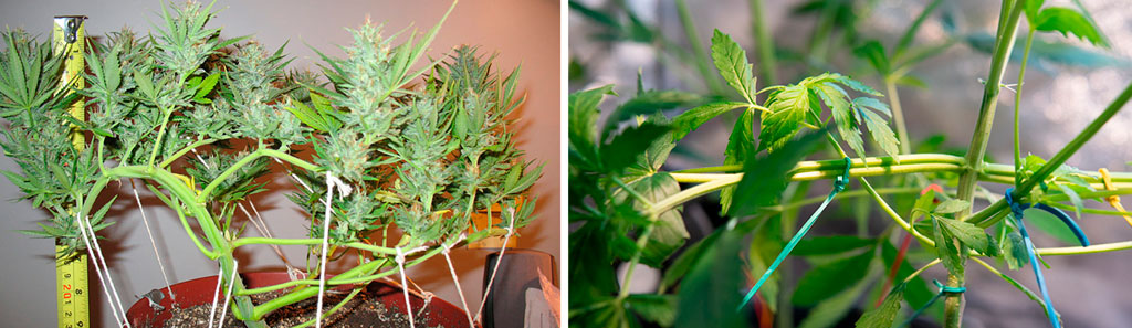 LST cannabis plants