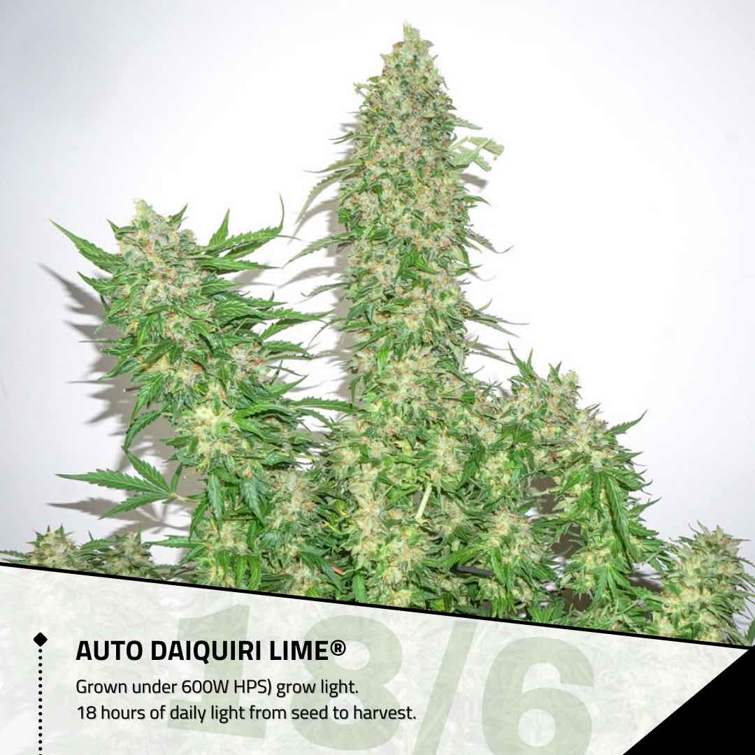 Autoflower cannabis plant light schedule Dutch Passion