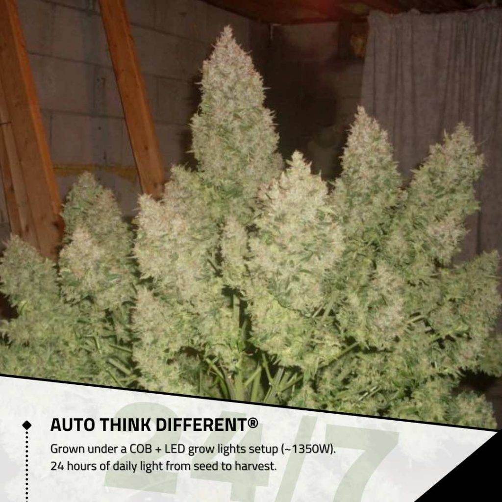 Auto Think Different grown under 24 hours of daily light from seed to harvest
