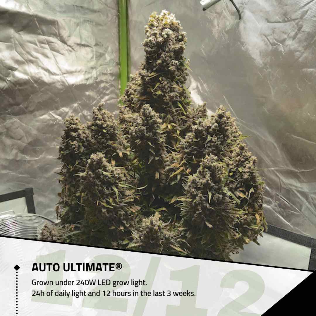Autoflower cannabis plant light schedule Dutch Passion