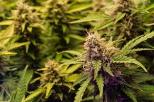 Close-up cannabis female plant flowering blooming cannabis plant grow room sizes