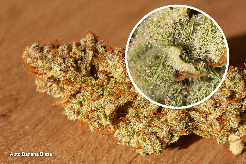 Auto Banana Blaze grown in cold conditions close up frosty budshot