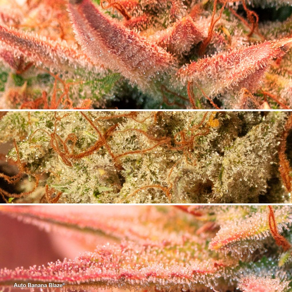 Auto Banana Blaze thick trichome coating indicating the presence of other cannabinoids
