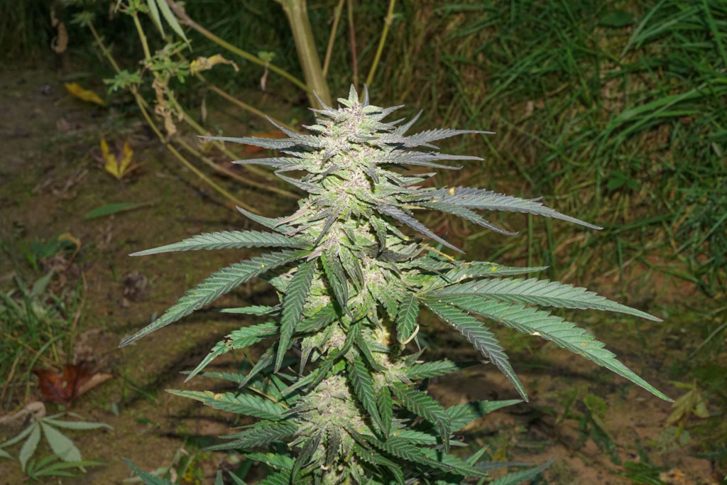 Dutch Passion Durban Poison bud shot potent resinous flower sungrown weed buds guerilla growing