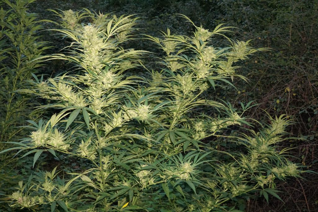 Dutch Passion Durban Poison plant picture large xl yield white resinous buds grown outdoors
