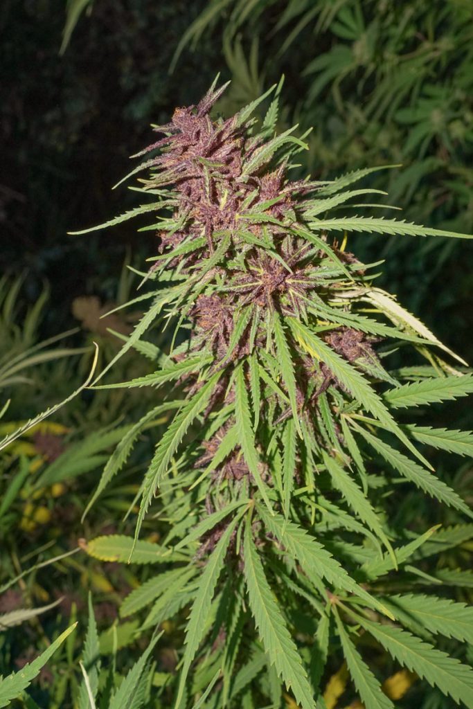 Dutch Passion Purple 1 feminized purple flower pungent dark forest berries mixed with earthy tones smell