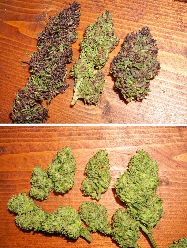 Dutch Passion Purple Frisian Dew top buds Think Fast bottom nugs flowers nugshots sungrown weed