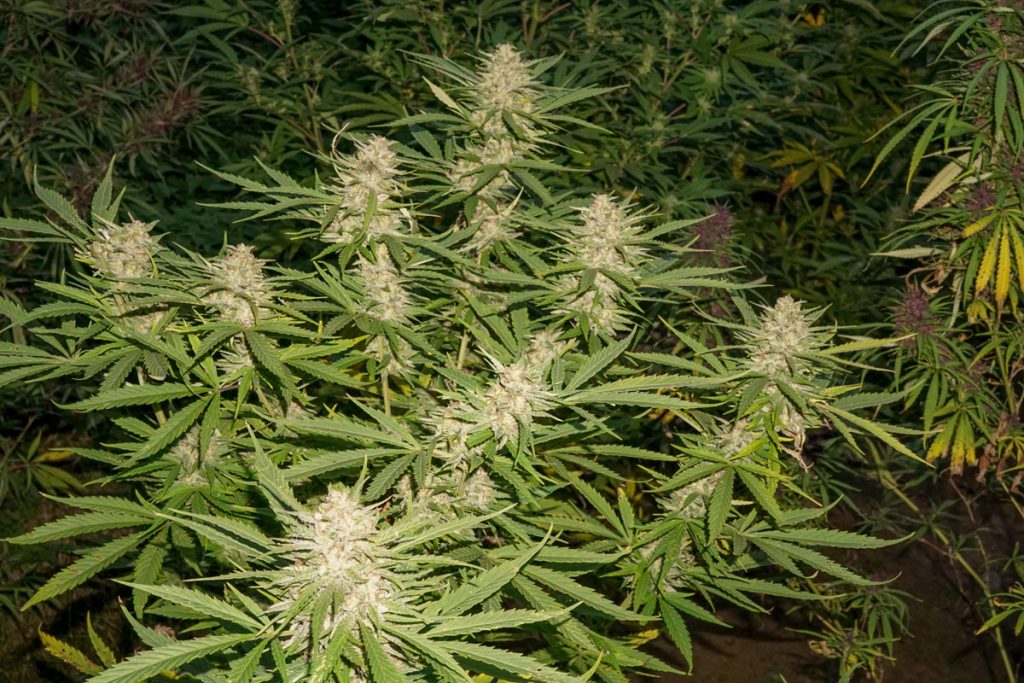 Dutch Passion Think Fast cannabis seeds fast flowering very robust reliable and potent cannabis