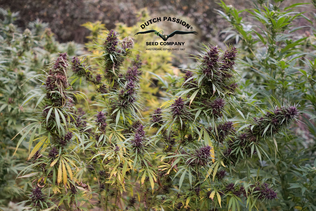 Guerilla Grow Diary: 5 Outdoor Strains Grown Together