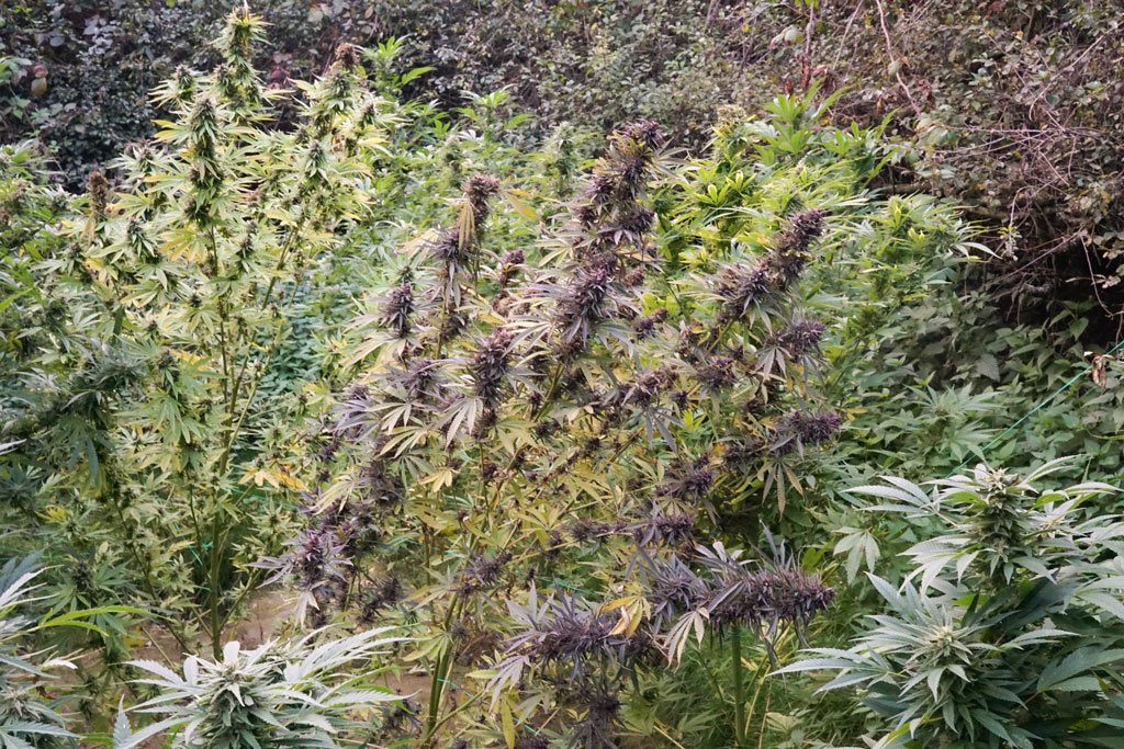 Think Fast Purple 1 Durban Poison Dutch Passion strains grown together from cannabis seeds