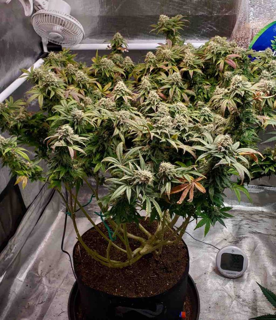 White Widow approaching harvest with heavy branches