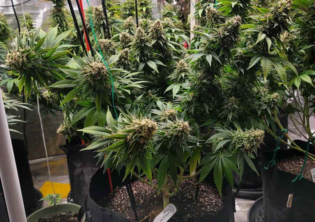 White Widow indoor grow diary TheCannaProphet Dutch Passion Seed Company