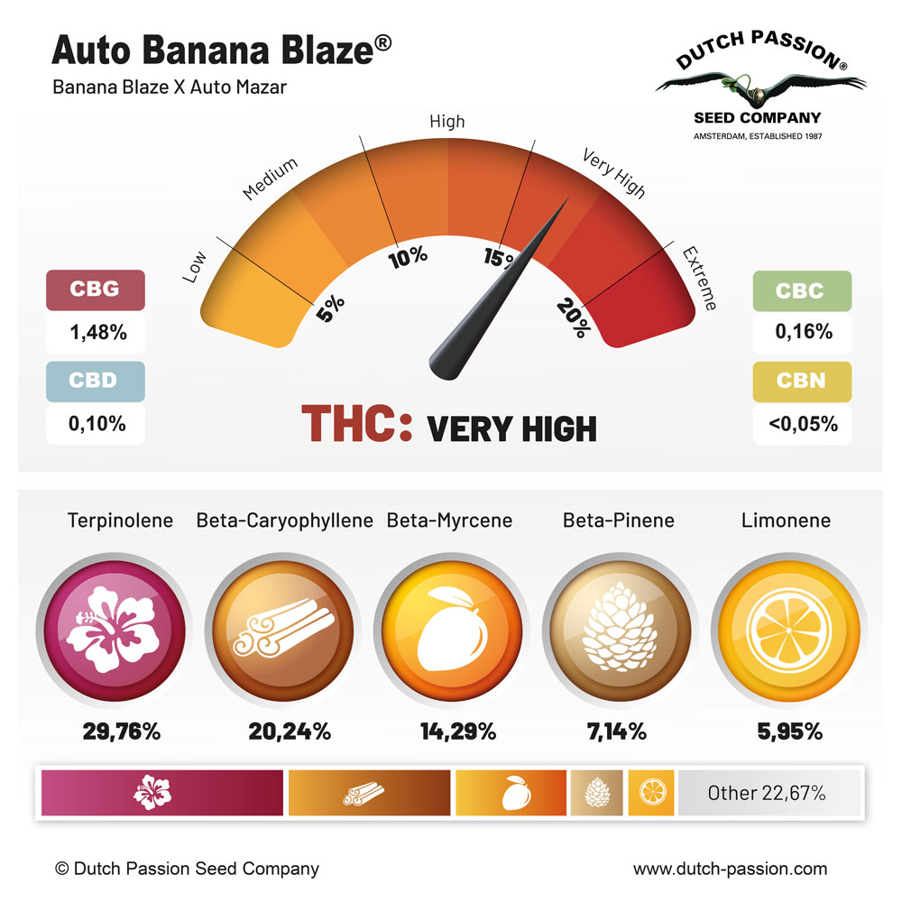 auto banana blaze feminised cannabis seeds terpenes and cannabinoids profile