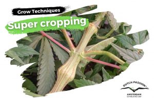 Cannabis super cropping how-to guide