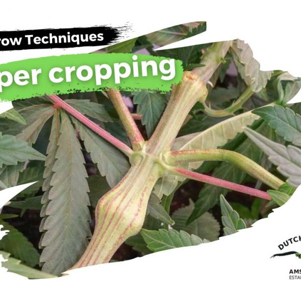 Cannabis super cropping how-to guide