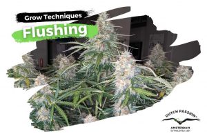 How to flush cannabis plants the right way