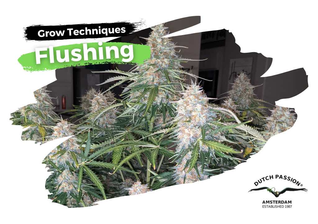 How to flush cannabis plants the right way