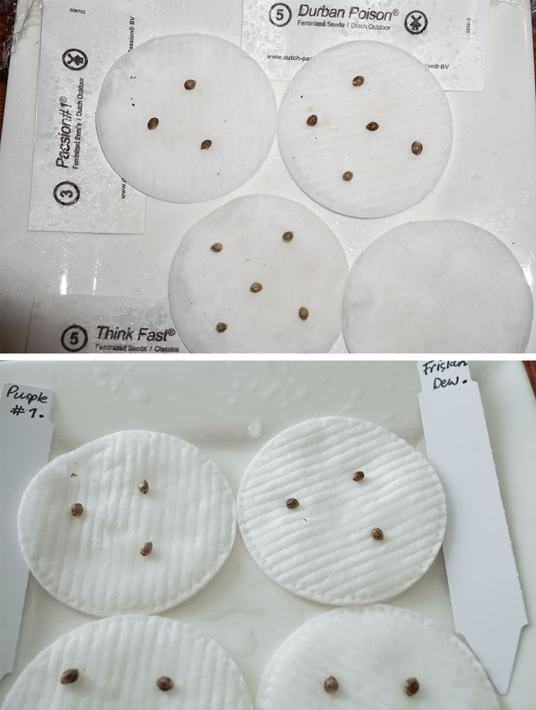 outdoor multiple strains grown from cannabis seeds cotton pad germination technique