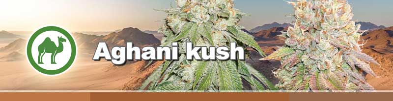 Afghani Kush cannabis seeds