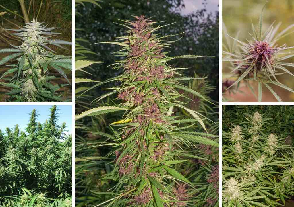 different types of weed plants