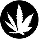Hybrid cannabis seeds by Dutch Passion