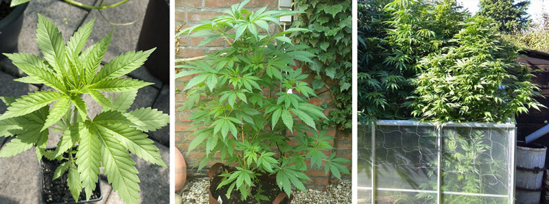 Cannabis plants vegetative stage