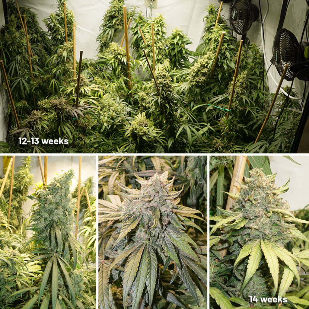 CBD Charlotte’s Angel week by week flowering (12-14 weeks)