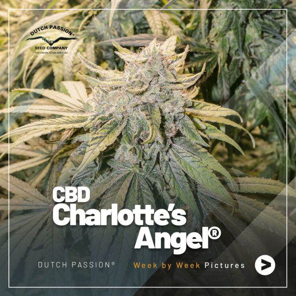 CBD Charlotte’s Angel week by week flowering