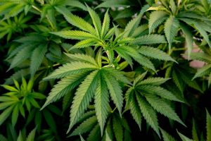 How to defoliate cannabis plants for better yields