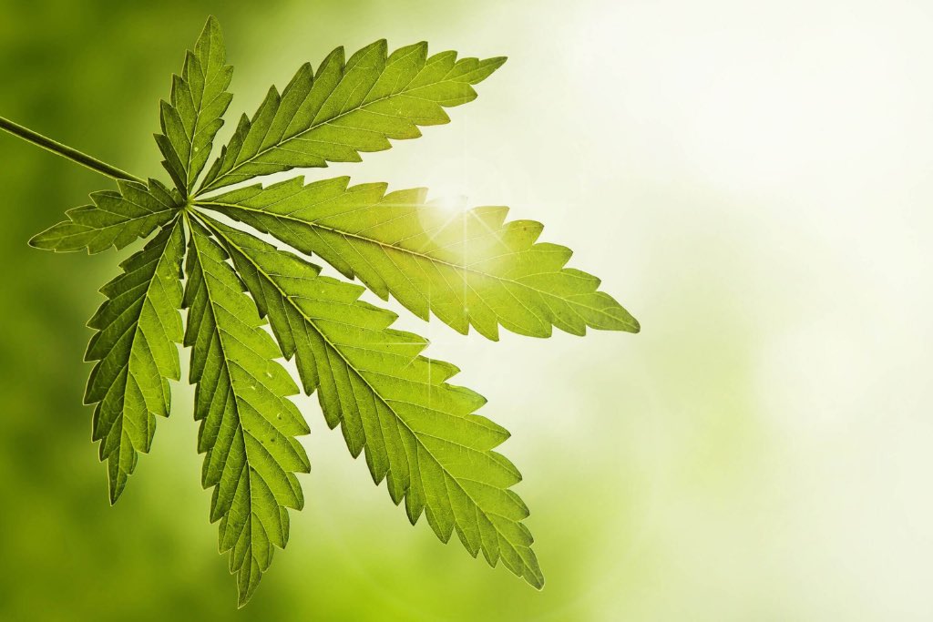 Defoliating cannabis enhances light penetration and airflow