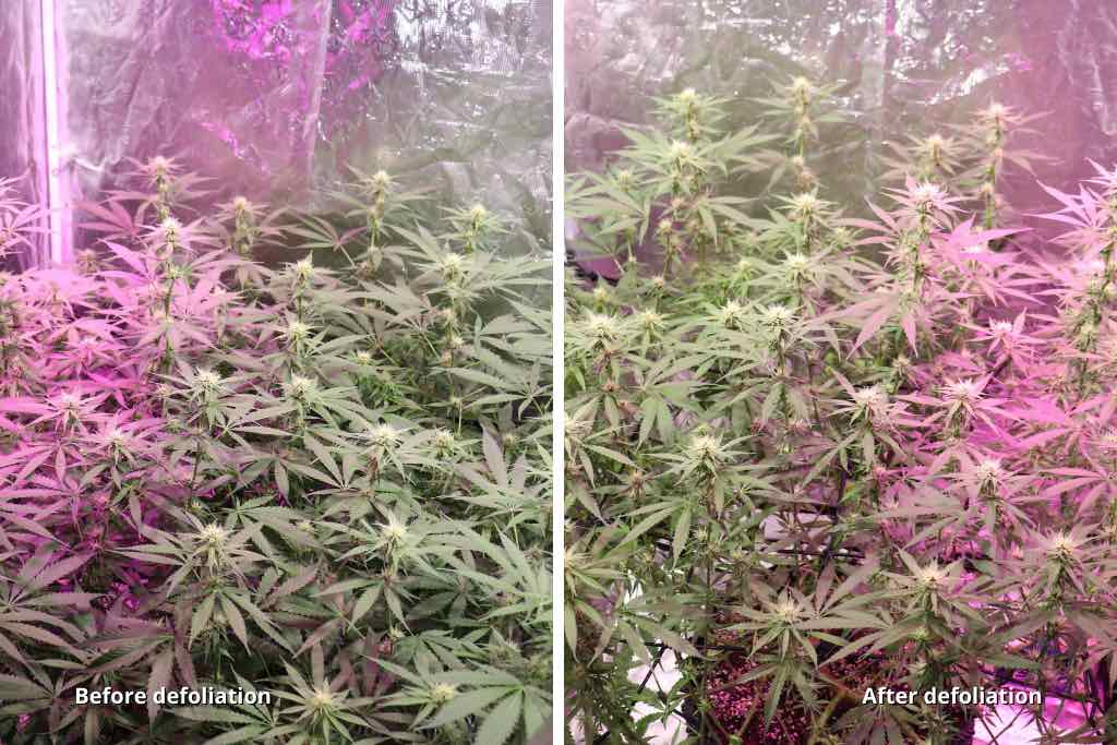 Purple #1 before and after last defoliation in flowering stage