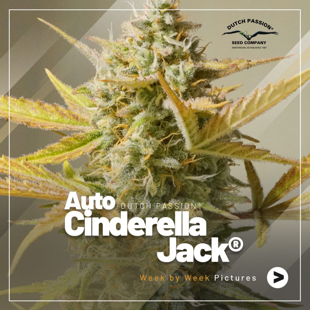 Auto Cinderella Jack week by week flowering