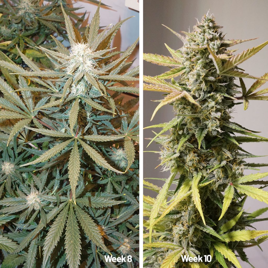 Auto Cinderella Jack in bloom (weeks 8-9)