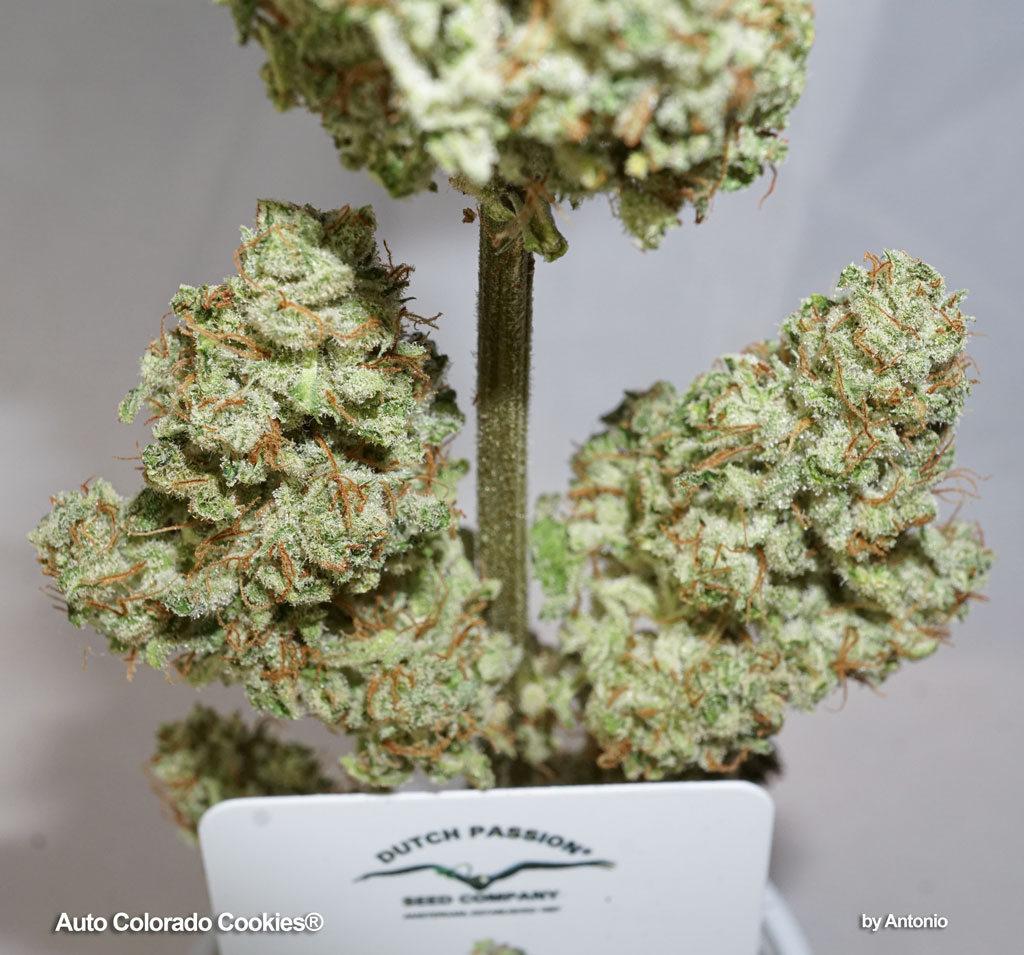 Auto Colorado Cookies Dutch Passion seeds autoflower grow report review by UGC dried nugs flowers