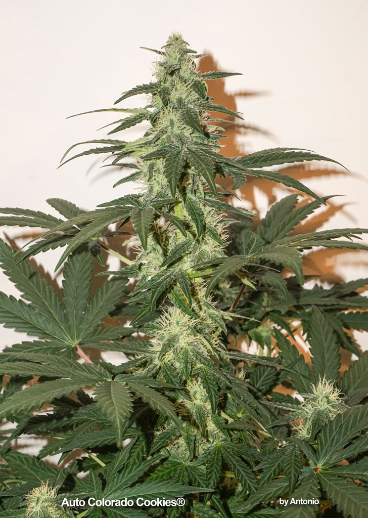 Auto Colorado Cookies Dutch Passion seeds autoflower long buds high yield photopgraphed by Antonio grow report review