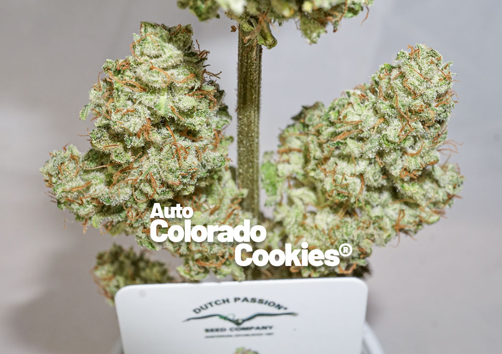 Auto Colorado Cookies Dutch Passion seeds by Misss Mary Urban Growers Collective