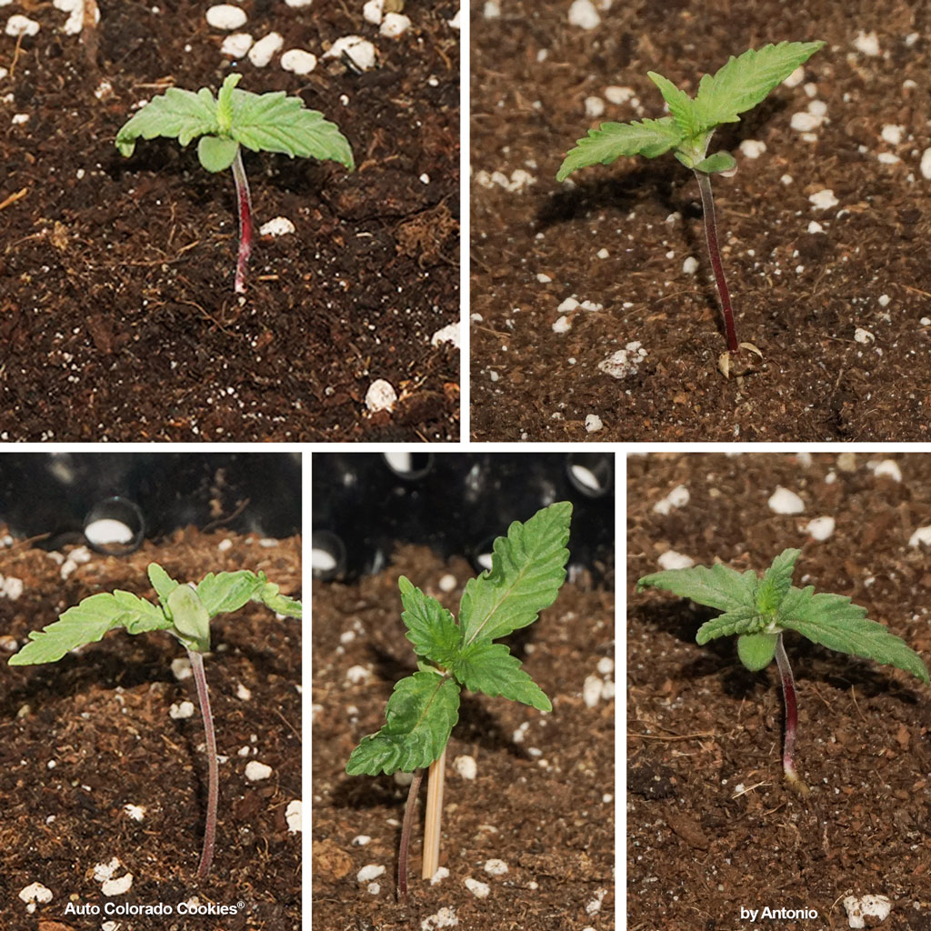 Auto Colorado Cookies by Antonio grow report review cannabis seedlings