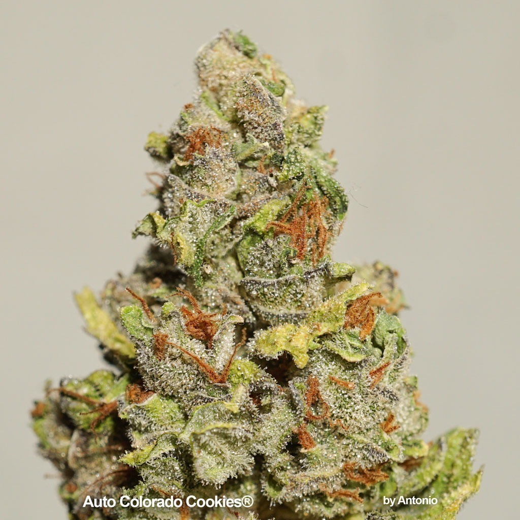 Auto Colorado Cookies closeup macro shot by Antonio grow report review